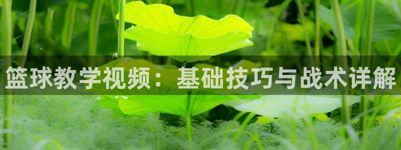 篮球教学视频：基础技巧与战术详解